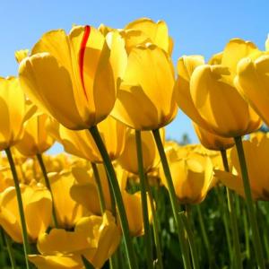 JUEGO DE LAS FLORES (OCA) ¡De lo aprendido hasta aquí!