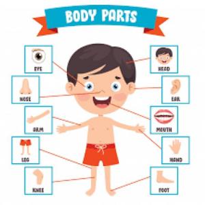 PARTS OF THE BODY MEMOTEST 2