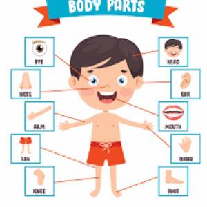 PARTS OF THE BODY