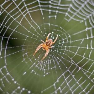 Analizamos el cuento "La tela de araña"