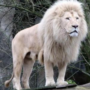Coincidencias animales