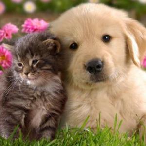 Los animales domesticos