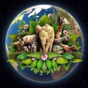 CLASIFICACIÓN DE LOS ANIMALES INVERTEBRADOS