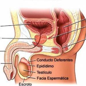 Aparato reproductor masculino