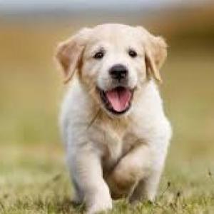 Clasificamos animales