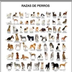 razas de perros