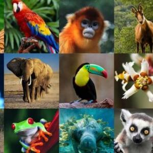 Animales