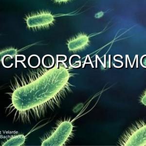 MIcroorganismos