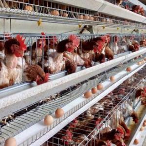POLLOS DE ENGORDE Y POSTURA