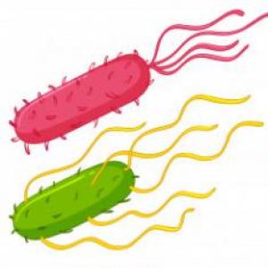 El mundo de las bacterias