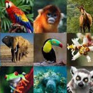 animales del mundo 
