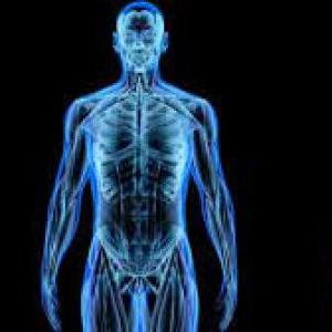 huesos del cuerpo humano 