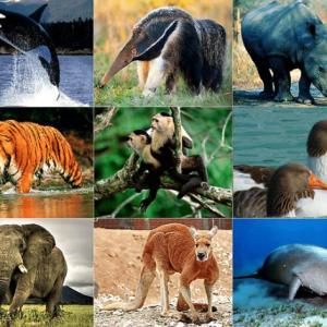 Animales vertebrados