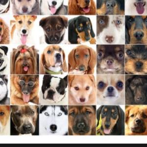 perros