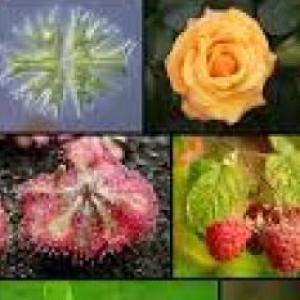 Las plantas