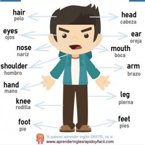 Trivia for the human body