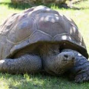 Imagen de portada del videojuego educativo: La tortuga Gigante, de la temática Literatura