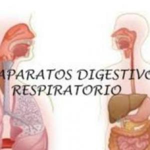 SISTEMA DISGESTIVO Y RESPIRATORIO (GARCÍA y BERMEO)