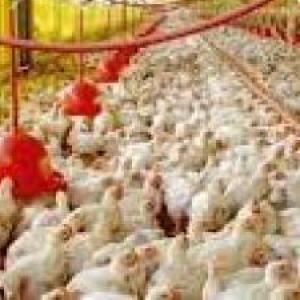 toma de muestras para salmonella poe