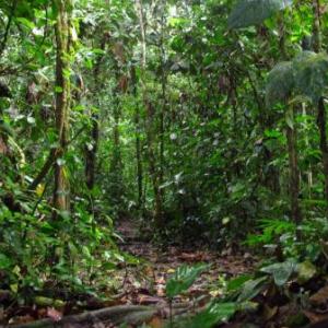 BUSCAMOS ANIMALES EN LA JUNGLA 
