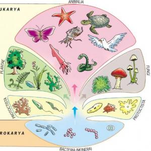 Imagen de portada del videojuego educativo: Reinos de la naturaleza, de la temática Biología