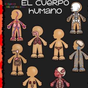 Sistemas del cuerpo humano