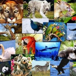 ANIMALES  VERTEBRADOS