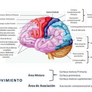 Neuropsicología de Lóbulos Frontales, Funciones Ejecutivas y Conducta Humana
