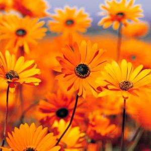 Buscando flores