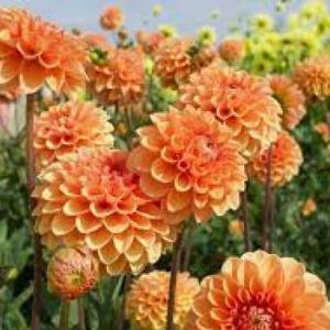 todo sobre las plantas