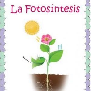 La importncia de la fotosíntesis.