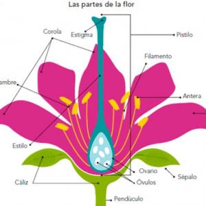 Partes de una planta con flor