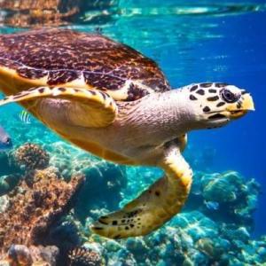Tipos de animales 6