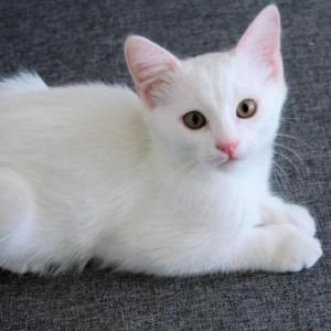 Tipos de animales