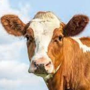 tipos de animales 