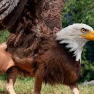 tipos de animales
