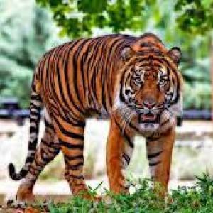 Tipos de animales 3