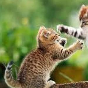 animales