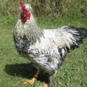 tipos de animales