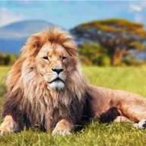 Tipos de animales 5