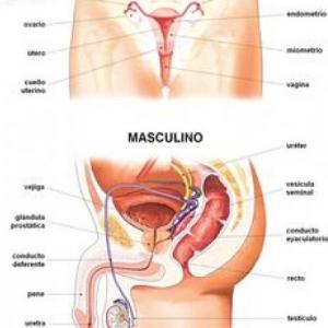 Sistema reproductor