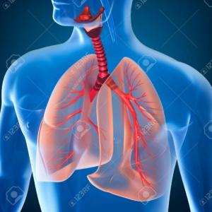 Comprendiendo el sistema respiratorio