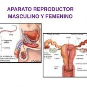 Aparatos reproductores, femenino y masculino