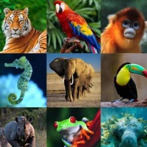 ¿Cuánto sabés de los animales?