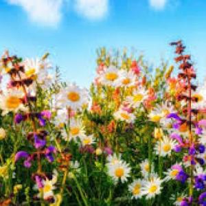 Primavera