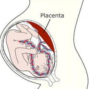 Placenta