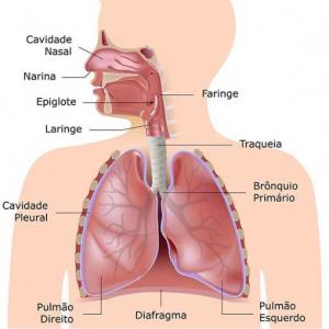 Componentes del sistema respiratorio