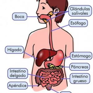 Imagen de portada del videojuego educativo: Historieta sobre el Sistema Digestivo, de la temática Biología