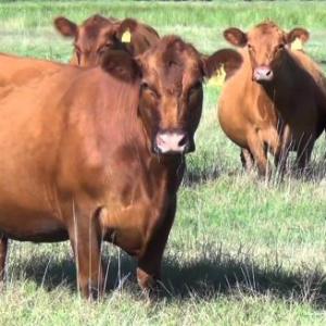 La Nutrición en la Granja de Don Genaro