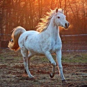 Farm Animals: It's or they're?